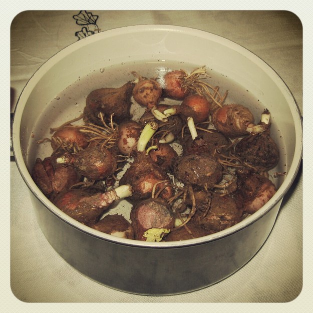 In einer Schüssel liegen verschiedene Zwiebeln und Knollen von Lampascioni.