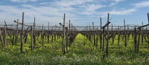 uva tra Bitonto e Bari