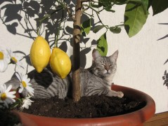 Gina unterm Zitronenbaum IMG_7076