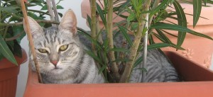 Platz ist im kleinsten Blumentopf