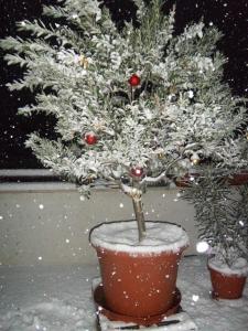 olivo natalizio sotto la neve