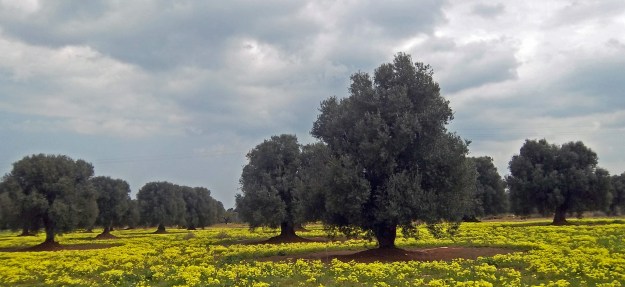 Frühling im Olivenhain