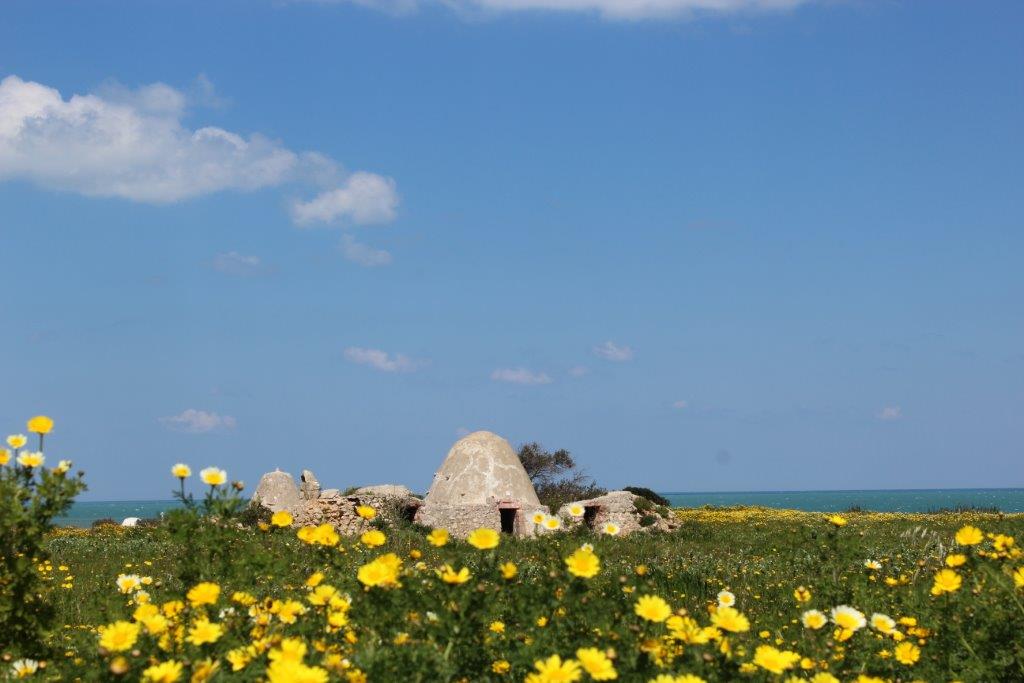 Von blühenden Margheriten umgebenes Trullo zwischen Cozze und Polignano a Mare im Frühling.