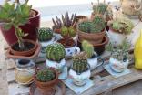 Kakteensammlung