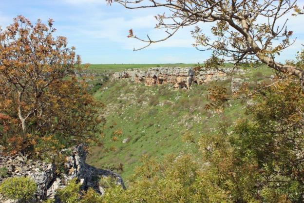 Blick zwischen Bäumen hindurch auf den Krater des Pulo von Altamura in Apulien