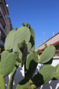 Kaktusfeigen mit Fruchtansatz