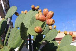 Kaktusfeigen reif 2