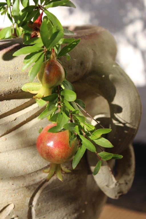 Granatapfel 1