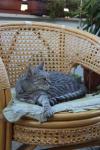 im Korbstuhl