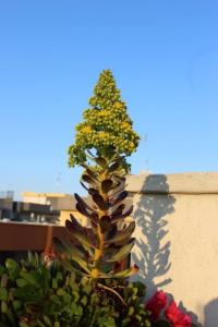 Apulische Weihnachtsbaumversion