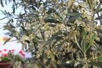 Oliven Blüte 1