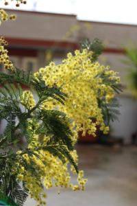 Mimose auf der Terrasse 2