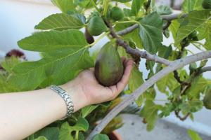 sichselbstübertroffen