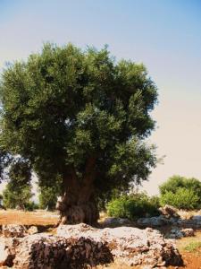 olivenbaum-bei-eganzia-1