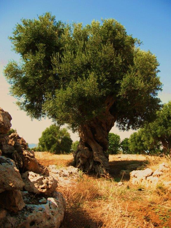 Ein Jahrhundertalter Olivenbaum im Sommer auf rötlicher Erde mit verdorrtem Gras.