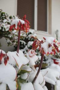 beim-bluehen-ueberrascht