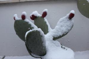 Die letzten Früchte des Kaktusfeigenablegers haben wir nicht mehr geerntet. Jetzt tragen sie ein weißes Häubchen aus Schnee.