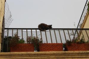 Eine Katze schläft auf dem Geländer einer Domplatzterrasse in der Nähe der Kathedrale von Lecce.