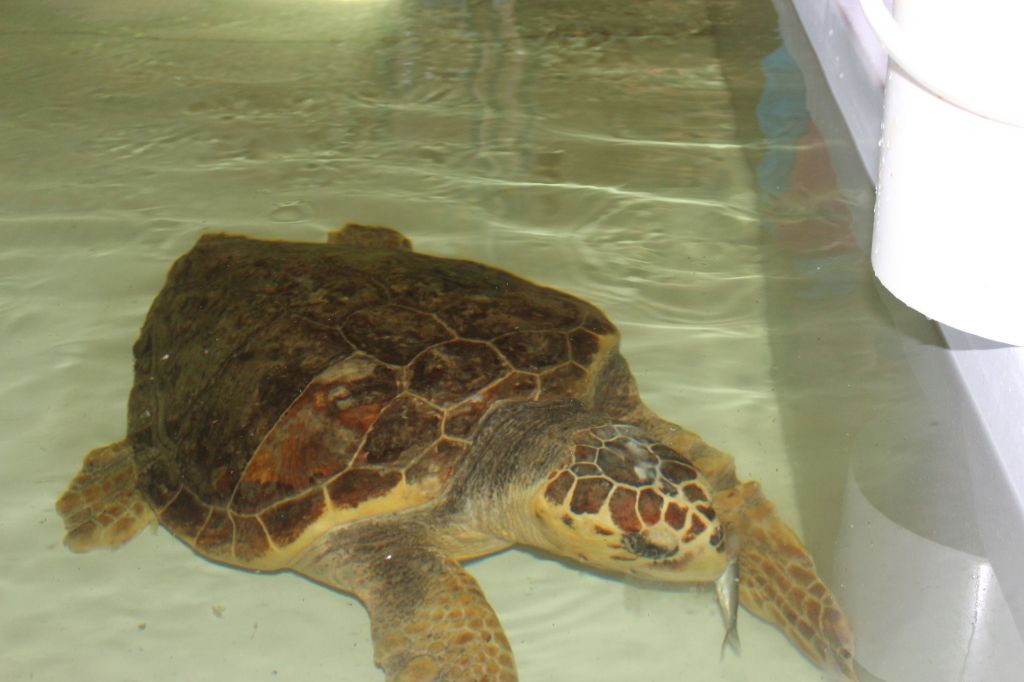 Eine Schildkröte in einem Becken der Schildkrötenauffangstation des Naturschutzgebietes von Torre Guaceto in Apulien frisst ein kleines silbernes Fischchen.