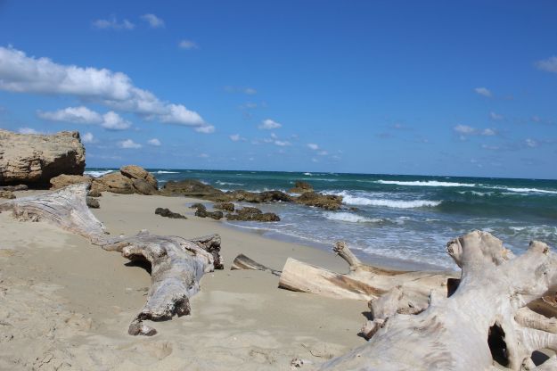 Am hellen Sandstrand des Naturschutzgebietes von Torre Guaceto in Apulien leigen helle, blank gewaschene Baumstämme zwischen felsigen Steinen während das Meer in schaumbesetzten gründblauen Wellen heranrollt.