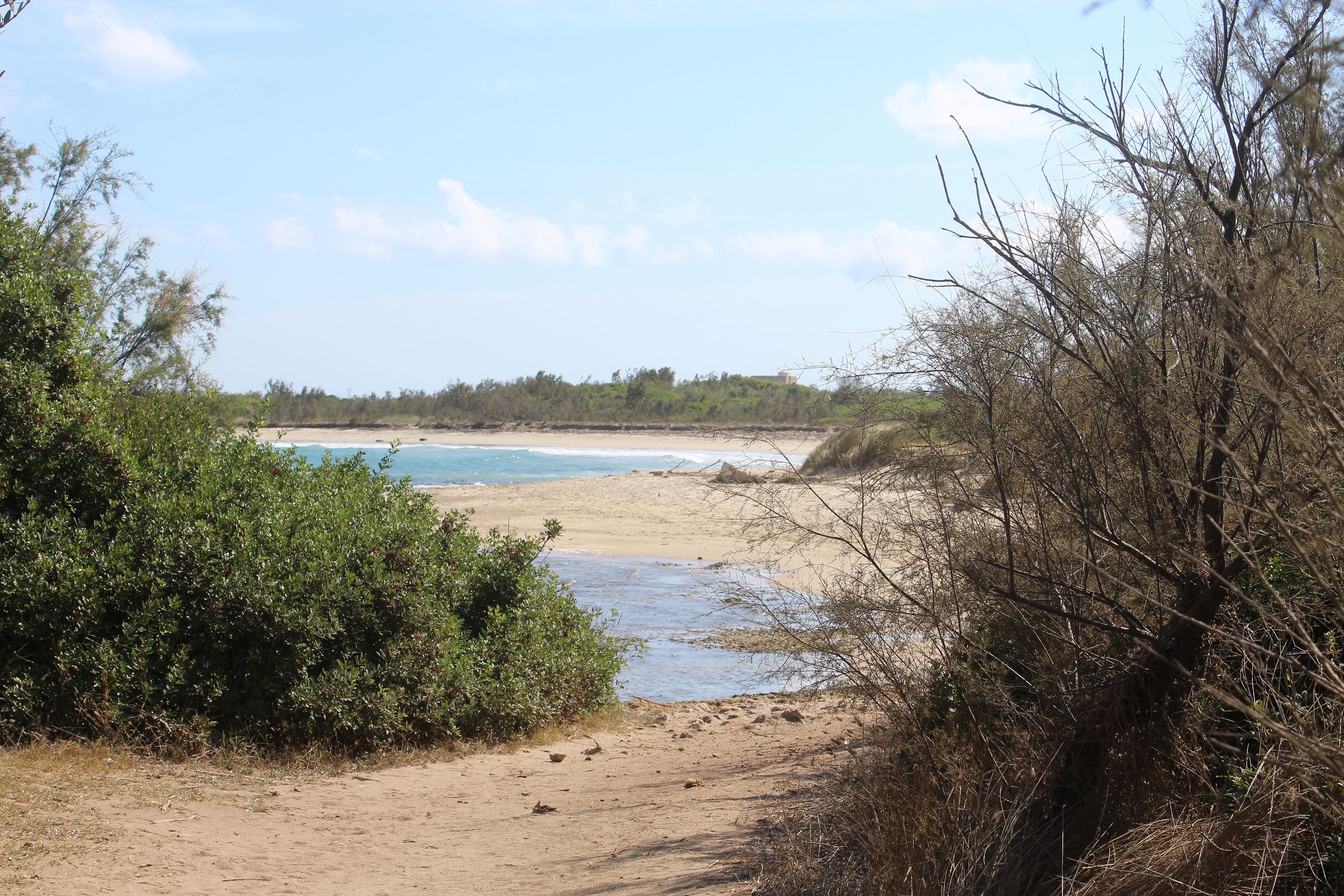Zwischen einem trockenen Busch und einen grünen Busch führt ein Weg auf den kurvigen Sandstrand des Naturschutzgebietes von Torre Guaceto in Apulien.