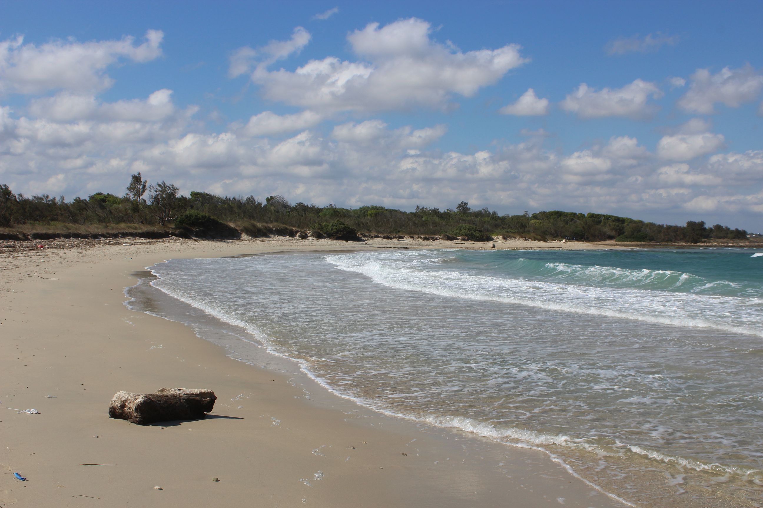 Wellen schieben sich auf den feuchten Sandtrand des Naturschutzgebietes von Torre Guaceto, auf dem ein glattgewaschener Baumstamm liegt, Der Strand macht einen weiten Bogen.