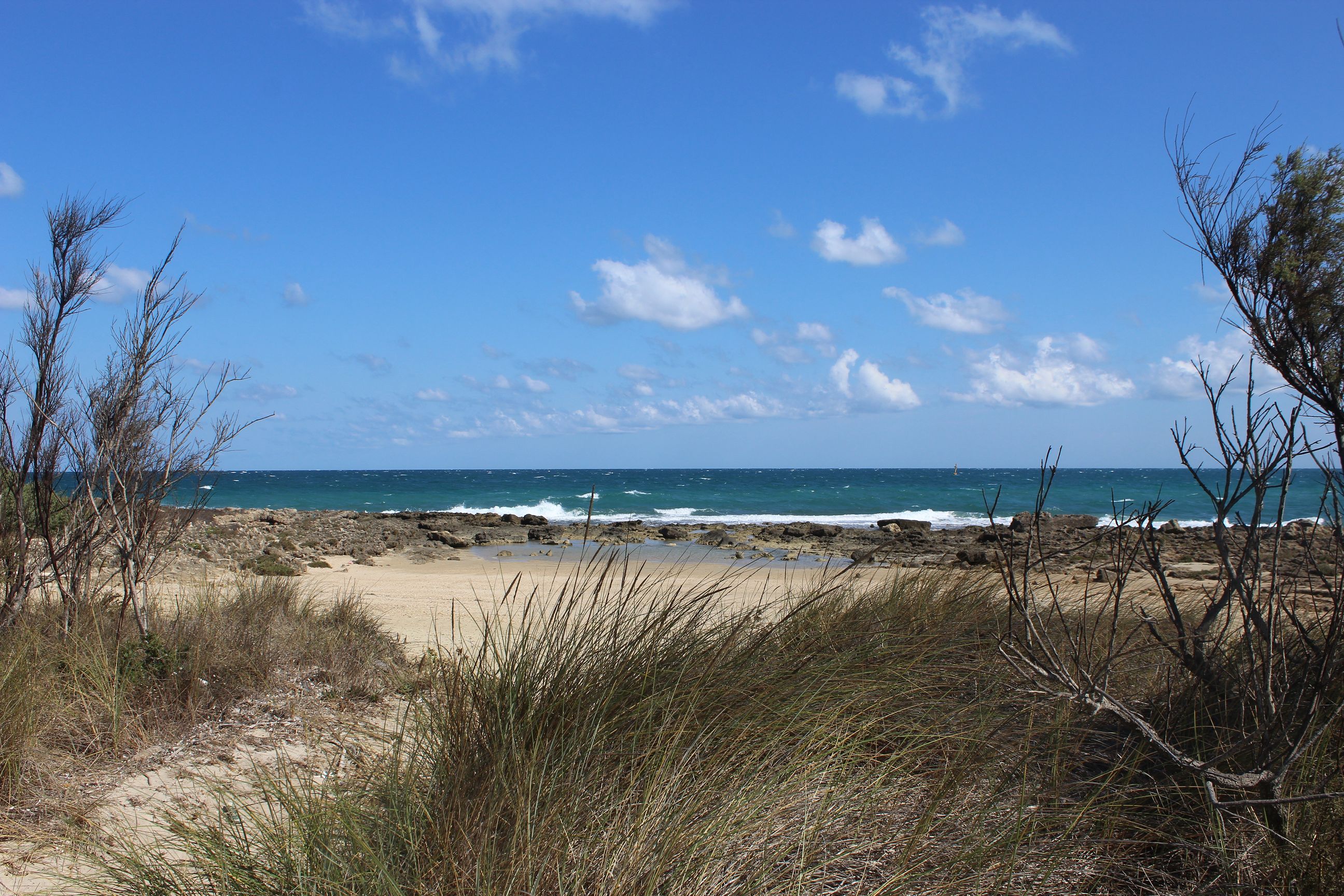 Hinter trockenem Gras und Büschen auf einer Düne eröffnet sich der Blick auf einen hellen Sandstrand und niedrige Felsen hinter denn sich ein grünblaues, bewegtes Meer des Naturschutzgebietes Torre Guaceto in Apulien unter blauem Himmel mit Schäfchenwolen erstreckt.