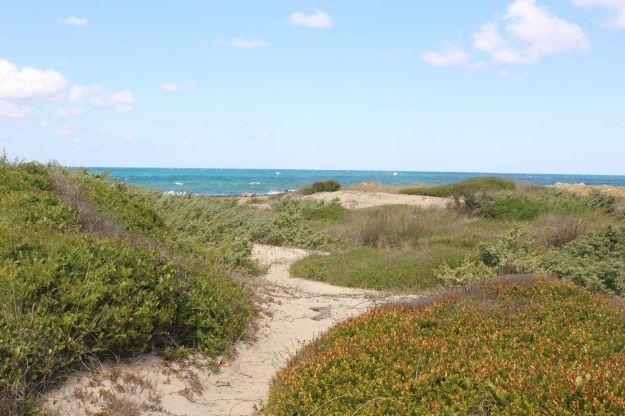 Die mit niedriger blühender Vegetation bewachsenen Dünen des Naturschutzgebietes von Torre Guaceto in Apulien geben den Blick auf das azurblaue Meer frei, ein schmaler, gewundener Sandweg führt zum Wasser.