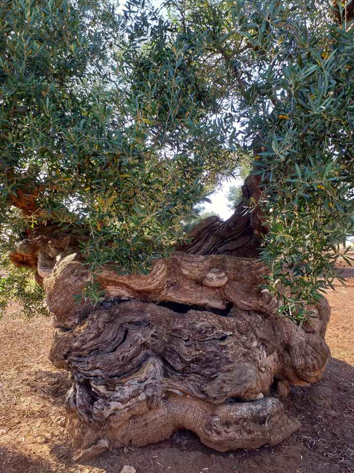 Ein über jahrhunderte Alter Olivenbaum zwischen Eganzia und Torre Canne beeindruckt mit einem interessant geformten Stamm und stehe auf einem Feld mit roter Erde.