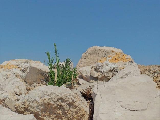 Pflanzen erobern sich die mittelalterlichen Stadt Canae in Apulien zurück, die heute Canne della Battaglia genannt wird.