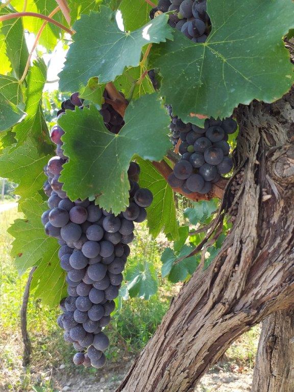Auf dem WEg nach Canne della Battaglia kommt man an Weinreben vorbei, an denen im September der ausgereifte Wein und schweren blauen Trauben hängt.