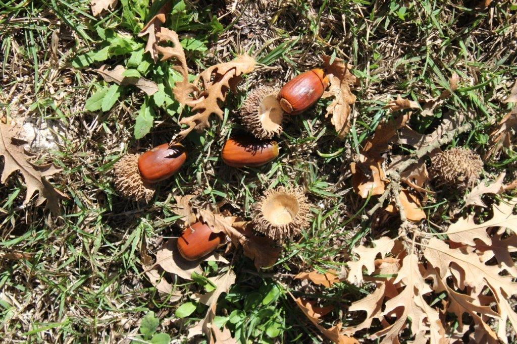 giande nella foresta umbra