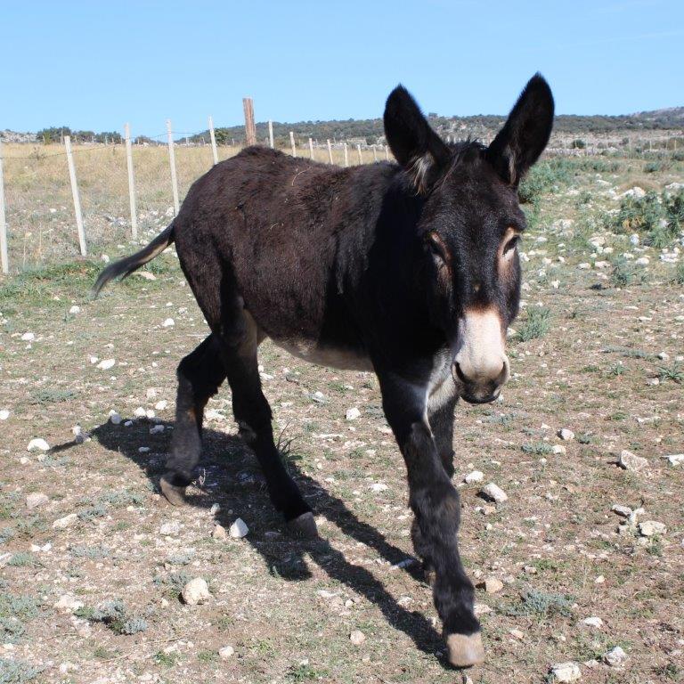 asino sul Gargano