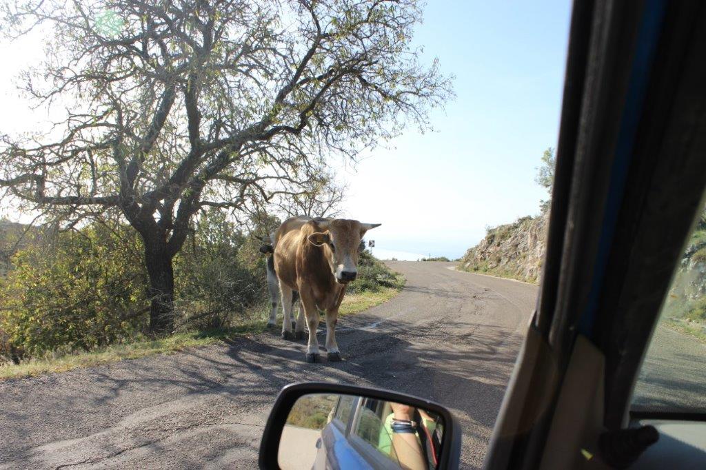 mucche per strada sul Gargano