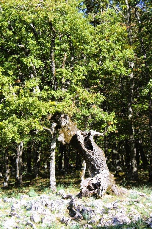 Quercia Foresta Umbra