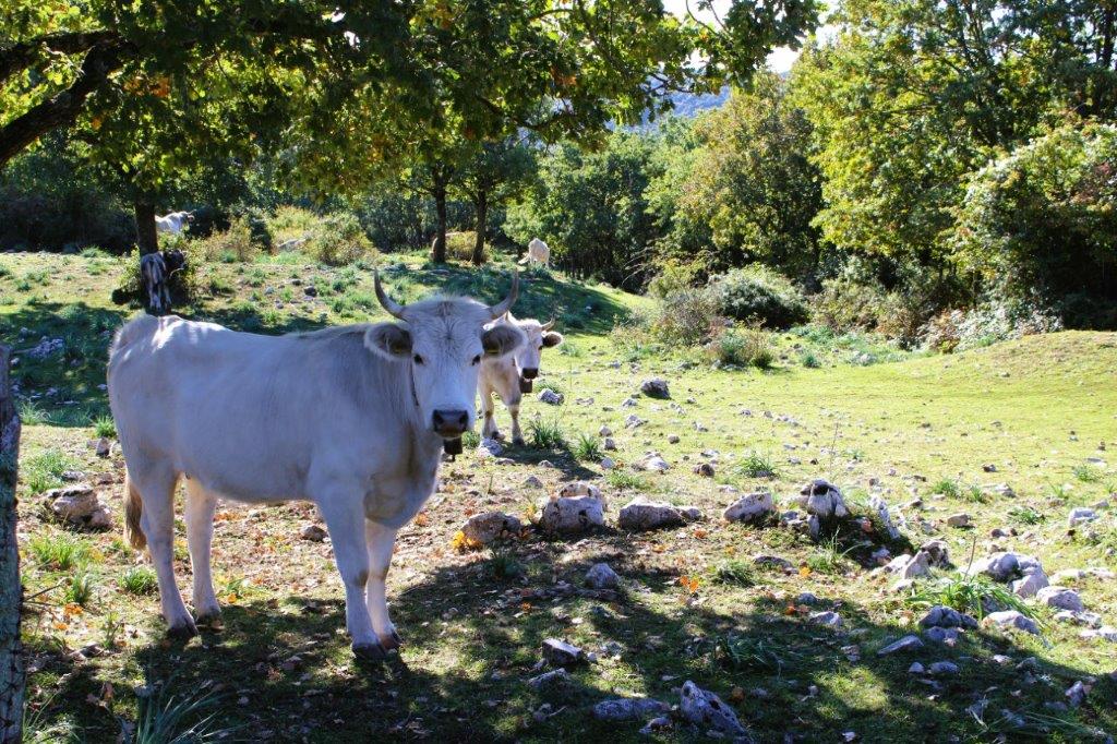 Muccha Foresta Umbra