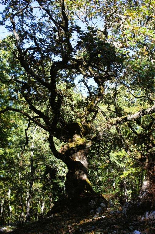 Quercia Foresta Umbra