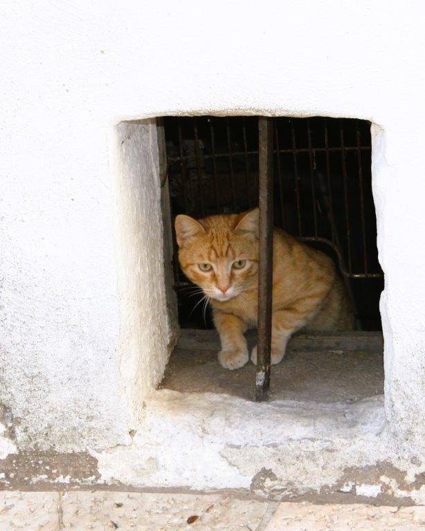 Monte Sant'Angelo Rione Junno Gatto