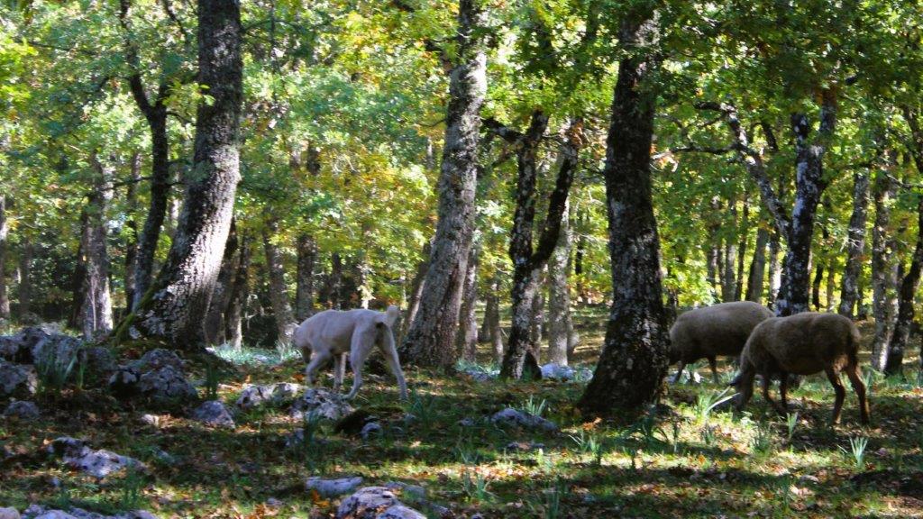 pecore nella Foresta Umbra