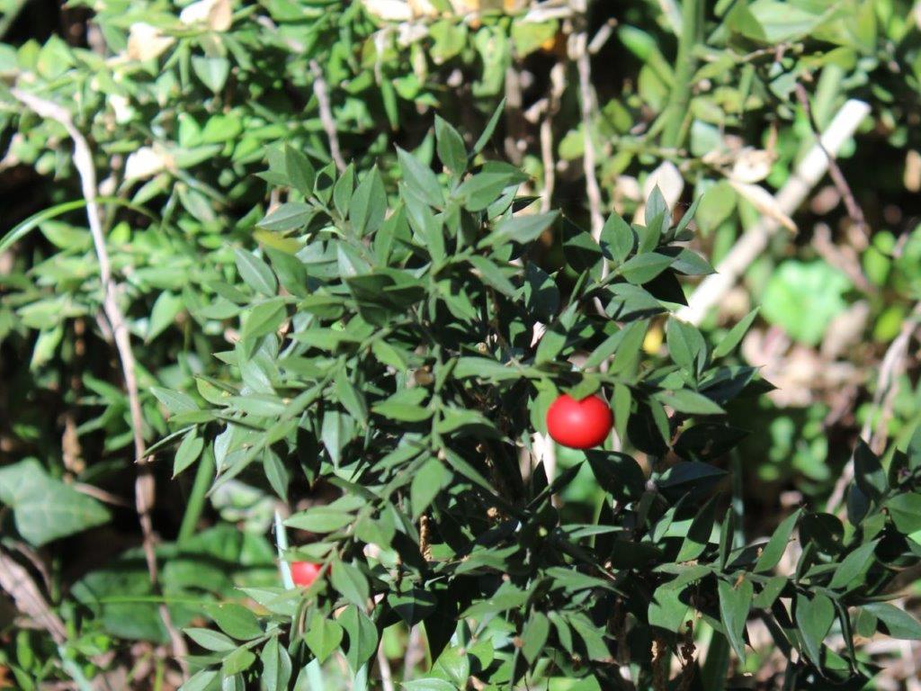 agrifoglio nella foresta umbra