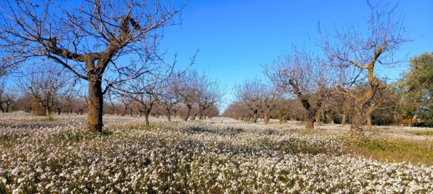 Teppich aus weißblühenden Blumen unter kahlen Kirschbäumen im Dezember, Turi, Apulien, Süditalien