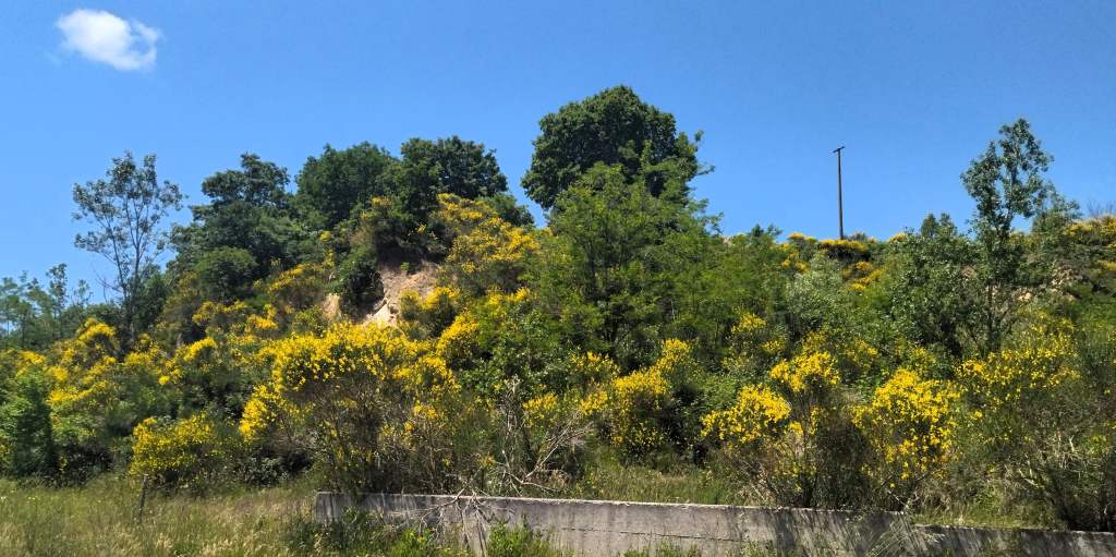 ginestre lungo la strada