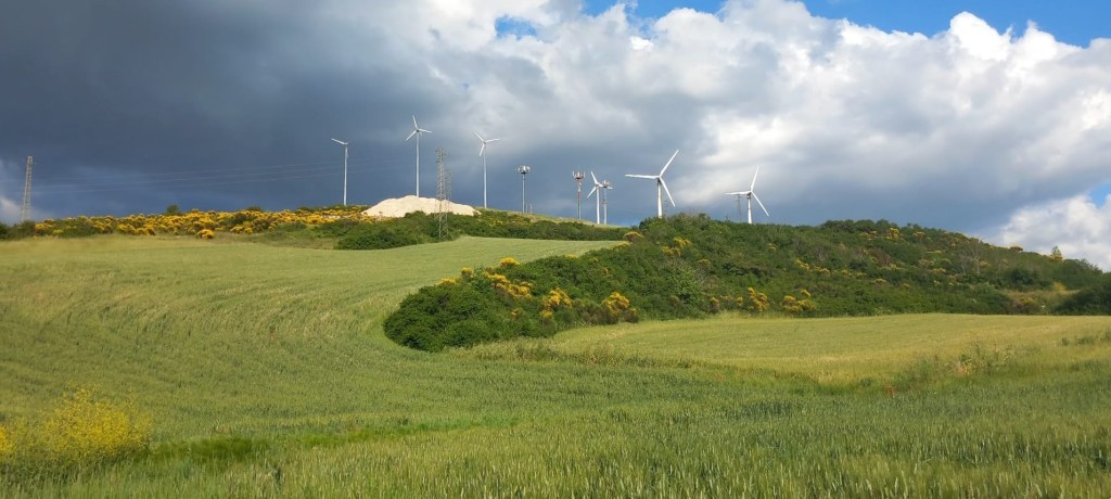 ginestre in Basilicata