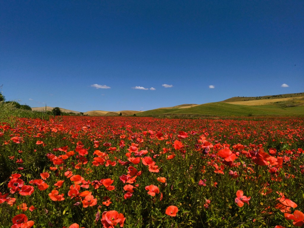 campo di papaveri in Basilicata