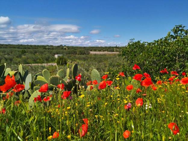 Landschaft Apulien, Süditalien im April, blühende Mohnblumen, Kaktusfeigen und Olivenain