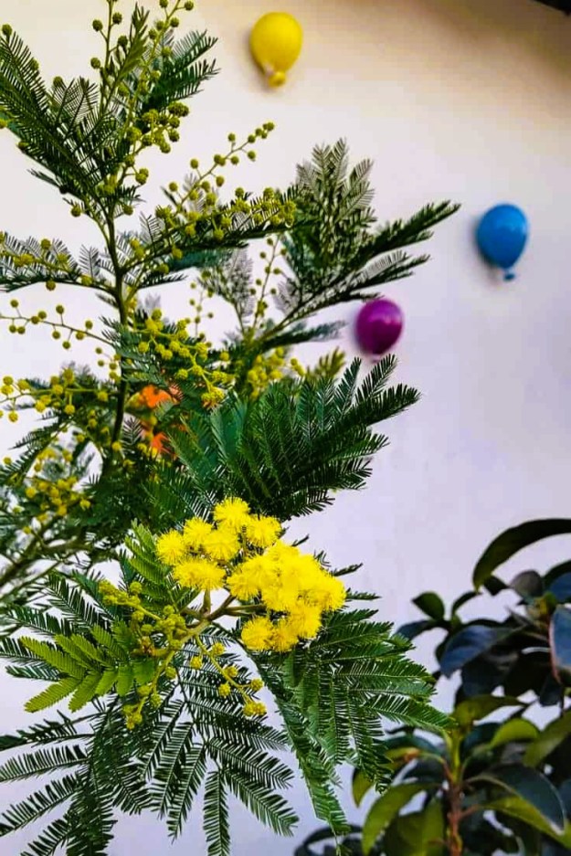 Im Jahr 2026 zeigen sich die ersten Blüten an den Mimosen schon im Januar. An der Wand dahinter sind verschiedenfarbige Keramikluftballons zu erkennen.