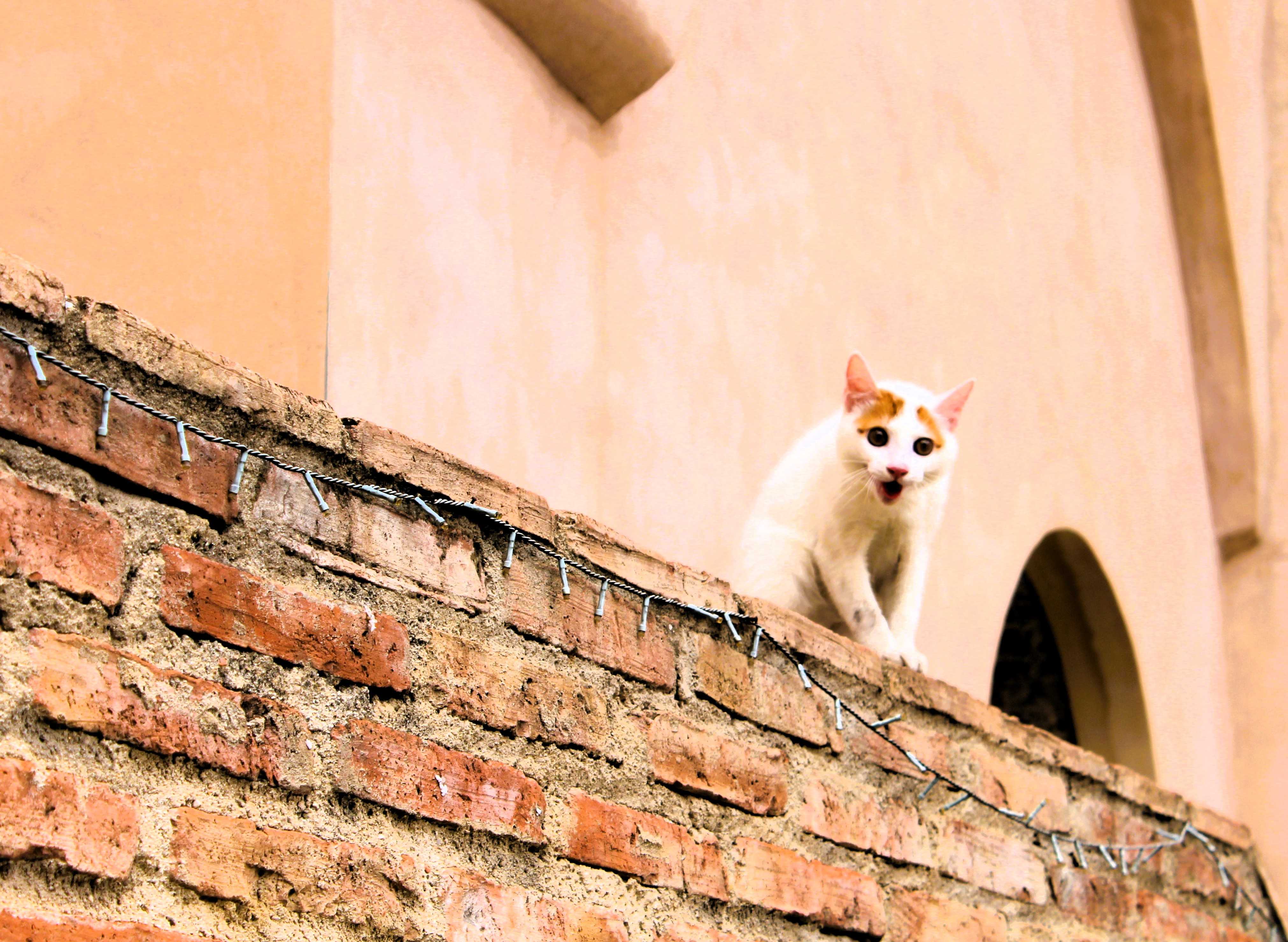 Eine weiße Katze mit roten Flecken faucht von einer Mauer herab im Schloss von Policoro in Basilikata.