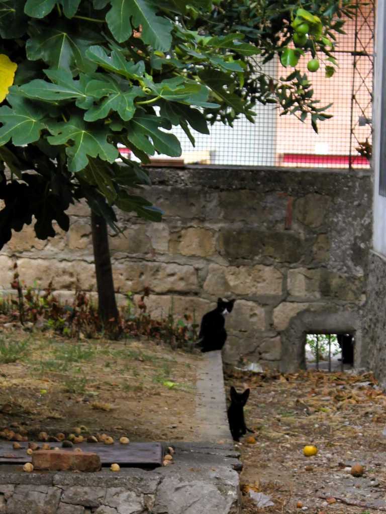 Drei schwarze Katze unter einem Feigenbaum in einem verwilderten Garten in Policoro, Basilikata.