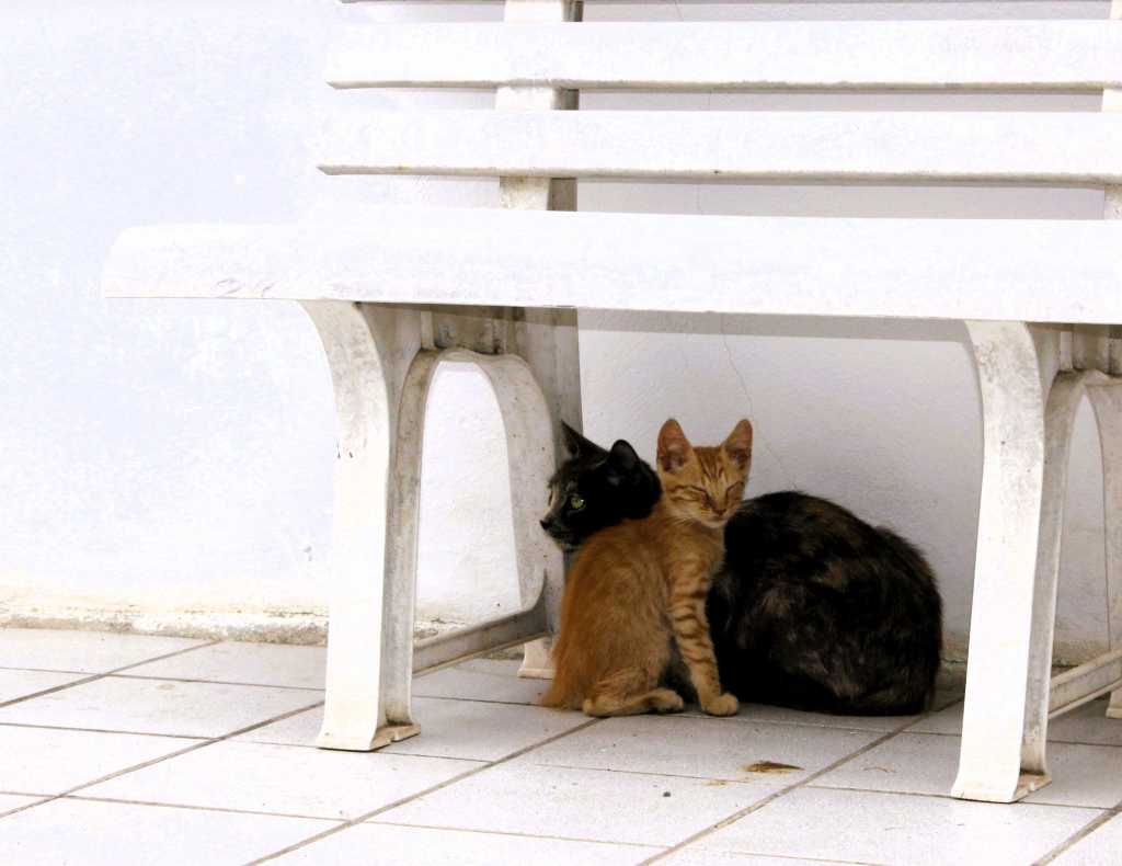 Eine schwarz-rote Katzenmama mit ihrem rot getigerten Jungen unter einer Bank in Policoro, Basilikata.