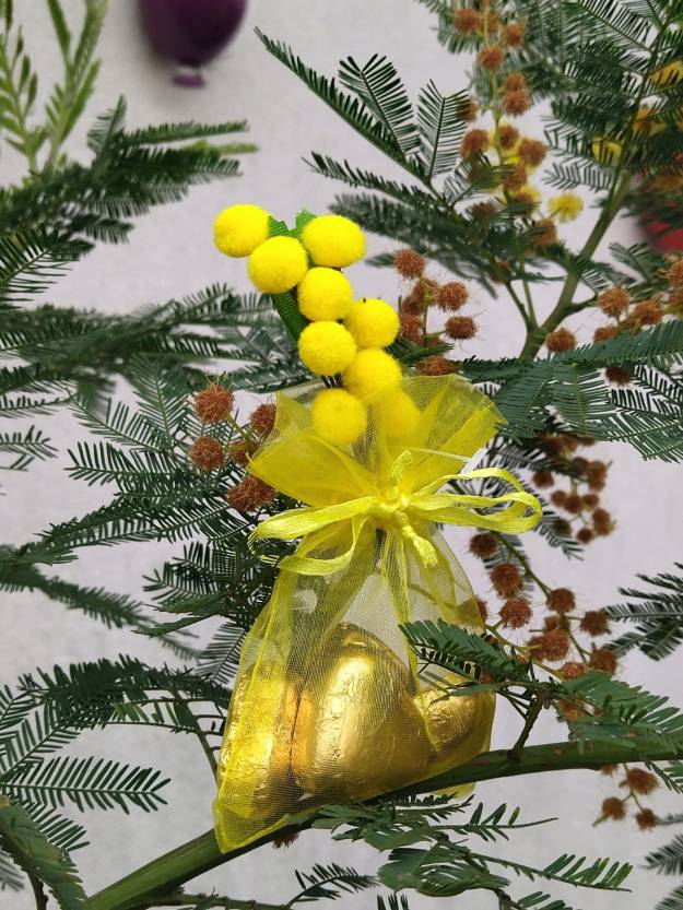 In einem abbeblühten Mimosenbaum hängt ein typisches italienisches Frauentagsgeschenk in Form von goldenen Schokoladenherzen, verpackt in einem mimosengelben Beutelcchen mit einem künstlichen Mimosenzweig als Deko.